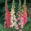 Foxglove 'Excelsior Hybrids' -GardenJoy Sales Store FOXG V65316 A h