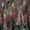 Foxglove 'Foxy' -GardenJoy Sales Store FOXG V65318 A h