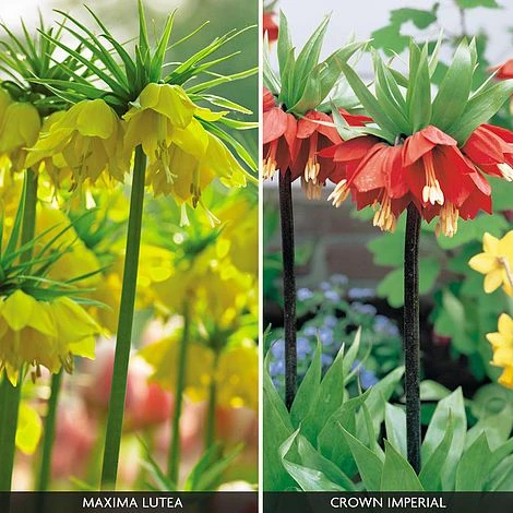 Fritillaria Imperialis 'Collection' 4 Fritillaria Imperialis 'Collection' - Image 2