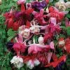 Nuserymans Choice Fuchsias -GardenJoy Sales Store FUCH V13282 A h