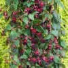 Fuchsia 'Lady In Black' (Climbing) -GardenJoy Sales Store FUCH V17441 A h