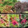 Fuchsia 'Ground Cover Collection' -GardenJoy Sales Store FUCH V17696 A h