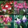 Fuchsia 'Hardy Collection' 2 Fuchsia 'Hardy Collection' -GardenJoy Sales Store FUCH VKA4047 A