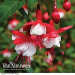 Fuchsia 'Hardy Collection' -GardenJoy Sales Store FUCH VKA4047 B