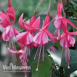 Fuchsia 'Hardy Collection' -GardenJoy Sales Store FUCH VKA4047 C