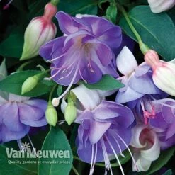 Fuchsia 'Hardy Collection' -GardenJoy Sales Store FUCH VKA4047 D