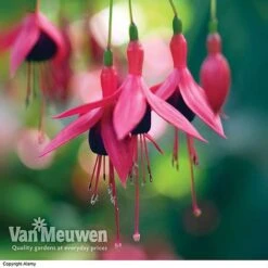 Fuchsia 'Hardy Collection' -GardenJoy Sales Store FUCH VKA4047 E