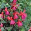 Fuchsia 'Pink Fizz' -GardenJoy Sales Store FUCH VKA7817 B