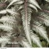 Fantastic Fern 'Pewter Lace' -GardenJoy Sales Store Fern Pewter Lace