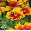 Gaillardia 'Arizona Sun' -GardenJoy Sales Store GAIL V17402 A h