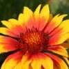 Gaillardia X Grandiflora 'Kobold' -GardenJoy Sales Store GAIL V59600 A h