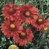 Gaillardia Aristata 'Burgundy' -GardenJoy Sales Store GAIL V65380 A h
