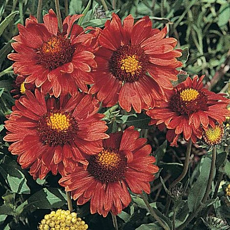 Gaillardia Aristata 'Burgundy' 3 Gaillardia Aristata 'Burgundy'