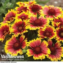 Gaillardia Aristata 'Arizona Sun' -GardenJoy Sales Store GAIL v65378 A