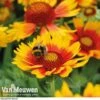 Gaillardia Aristata 'Arizona Sun' -GardenJoy Sales Store GAIL v65378 B
