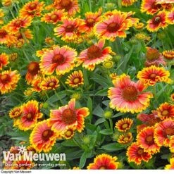 Gaillardia Aristata 'Arizona Sun' -GardenJoy Sales Store GAIL v65378 C