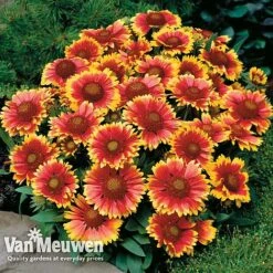 Gaillardia Aristata 'Arizona Sun' -GardenJoy Sales Store GAIL v65378 D