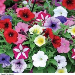 Garden Ready Summer Saver Collection -GardenJoy Sales Store GARD VKA7392 D
