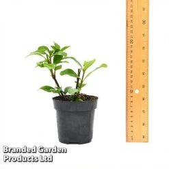 Gardenia 'Crown Jewels' -GardenJoy Sales Store GARD CROWNJ9CM T44317