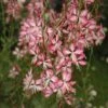 Gaura Lindheimeri 'Rosyjane' -GardenJoy Sales Store GAUR V58990 A h