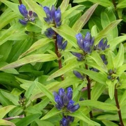 Gentiana Cruciata -GardenJoy Sales Store GENT V59508 B h