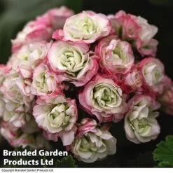 Geranium 'Appleblossom' -GardenJoy Sales Store GERA T17214 C1