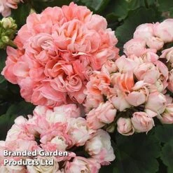 Geranium 'Appleblossom' -GardenJoy Sales Store GERA T17214 E