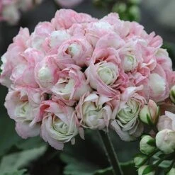 Geranium 'Appleblossom' -GardenJoy Sales Store GERA T17214 NOW1