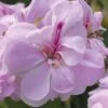 Geranium 'Lilly' -GardenJoy Sales Store GERA V51839 A h