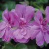 Geranium 'Amelit' -GardenJoy Sales Store GERA V58742 A h