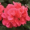 Geranium 'Apricot' -GardenJoy Sales Store GERA V58744 A h