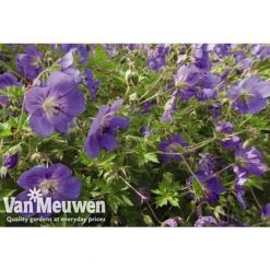 Geranium 'Brookside' -GardenJoy Sales Store GERA V65398 A