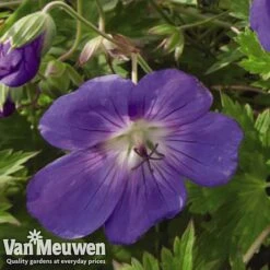 Geranium 'Brookside' -GardenJoy Sales Store GERA V65398 C