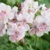 Geranium Cantabrigiense 'Biokovo' -GardenJoy Sales Store GERA V65400 A h