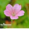 Geranium Oxonianum 'Wargrave Pink' -GardenJoy Sales Store GERA V65414 A1