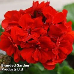 New Release -GardenJoy Sales Store GERA GRADARRED L301801