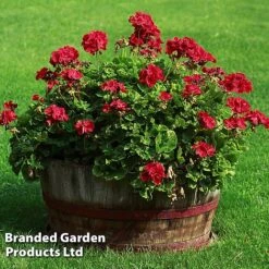 Giant Geranium Bumper Collection -GardenJoy Sales Store GERA GRANDVIOL L41307