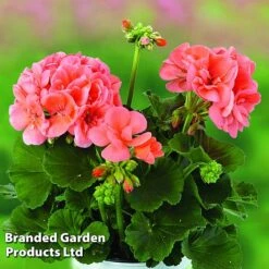 Giant Geranium Bumper Collection -GardenJoy Sales Store GERA GRCLSALMO S04734