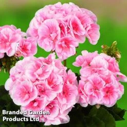 Giant Geranium Bumper Collection -GardenJoy Sales Store GERA GRCLSALMP S30743