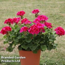 Giant Geranium Bumper Collection -GardenJoy Sales Store GERA POWERVIOL S14646