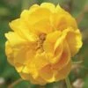 Geum 'Double Sunrise' -GardenJoy Sales Store GEUM V47659 A h