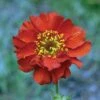 Geum 'Mrs J. Bradshaw' -GardenJoy Sales Store GEUM V59004 A h