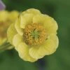 Geum 'Banana Daiquiri' (Cocktails Series) -GardenJoy Sales Store GEUM V63448 A h