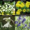 Spring Bulbs In The Green Collection -GardenJoy Sales Store GREE V59885P A