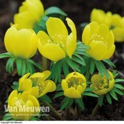 Spring Bulbs In The Green Collection -GardenJoy Sales Store GREE V59885P C
