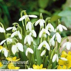 Spring Bulbs In The Green Collection -GardenJoy Sales Store GREE V59885P D