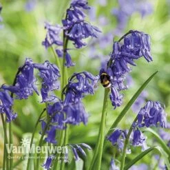 Spring Bulbs In The Green Collection -GardenJoy Sales Store GREE V59885P E