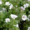 Gypsophila Cerastioides -GardenJoy Sales Store GYPS V59606 A h