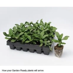 Wallflower 'Sugar Rush' Mix -GardenJoy Sales Store GardenReadyArrive2