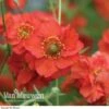 Geum 'Blazing Sunset' -GardenJoy Sales Store Geum Blazing Sunset